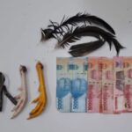 Polisi Gerebek Sabung Ayam, 2 Pelaku Beserta Sejumlah Barang Bukti Diamankan