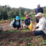 Perkuat Ketahanan Pangan, Bupati Luwu Utara Tinjau Pengembangan Bibit Kentang di Dataran Tinggi Mabusa