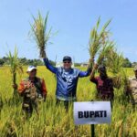 Produktivitas Melonjak, Bupati Andi Rahim Apresiasi Panen Raya Padi Tiga Tahun Berturut-turut di Desa Pengkajoang